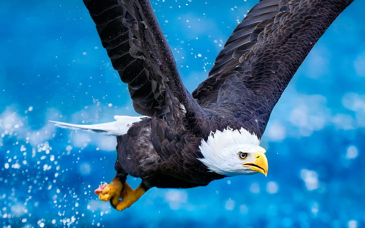 eagle, animals, birds, HD wallpaper