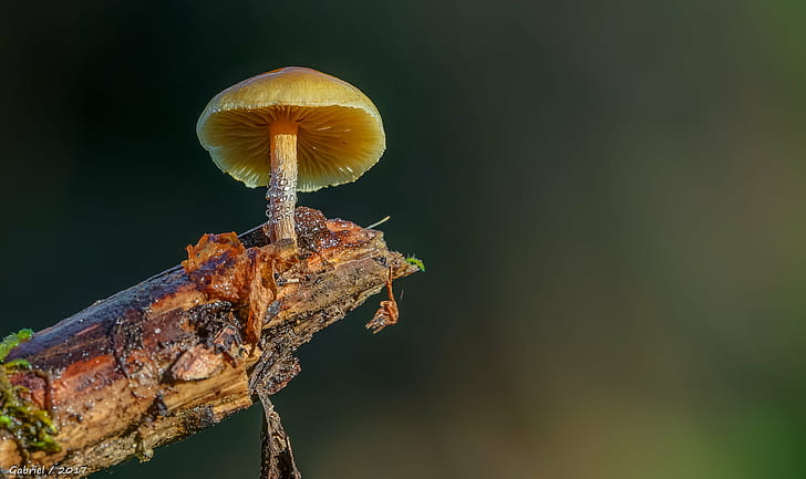 close up photography of mushroom on driftwood, Sony DSC, DSC-RX10, HD wallpaper