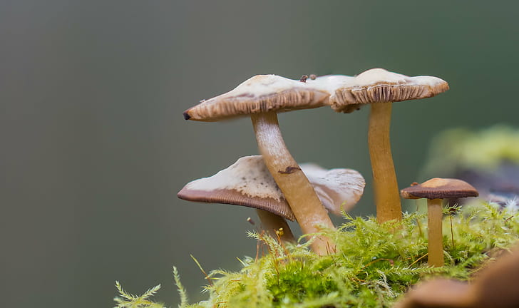 brown and white mushrooms, Sony, A77, Tamron, USD, 90mm, SSM