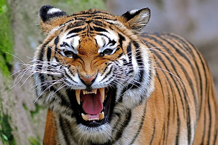 HD wallpaper: brown and white tiger, predator, grin, roar, animal, striped  | Wallpaper Flare