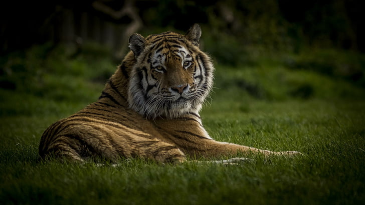 wildlife, tiger, mammal, wilderness, grass, big cat, whiskers, HD wallpaper