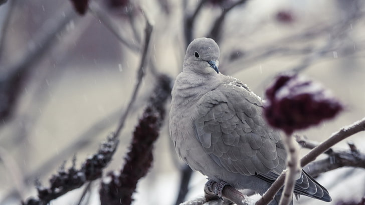 bird, dove, grey dove, branch, pigeon, tree, close up, snowfall