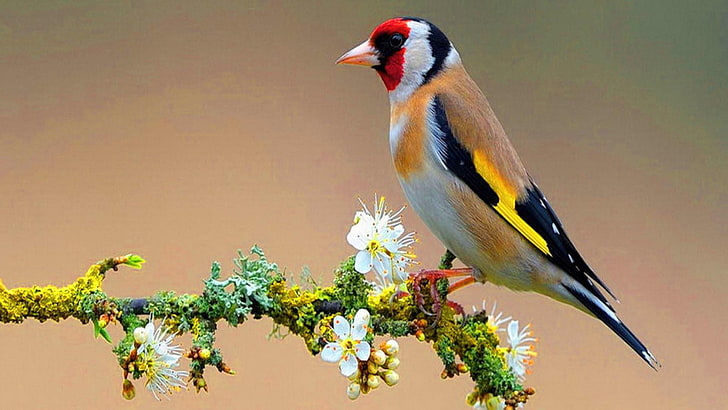 goldfinch, animals, bird, bee eater, animal themes, vertebrate