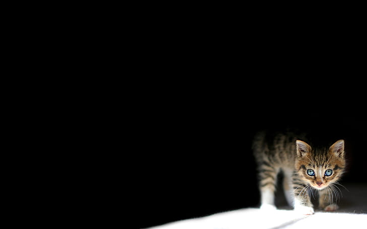 Cat Kitten Black HD, animals