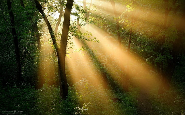 Sunbeam, path, sunlight, nature, leaves, beautiful, trees, forest, HD wallpaper