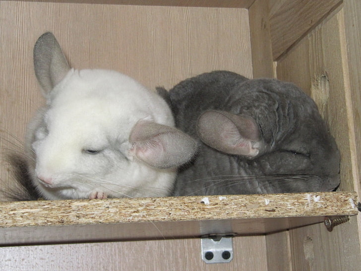 white and gray chinchilla, couple, dream, shelf, animal, pets, HD wallpaper