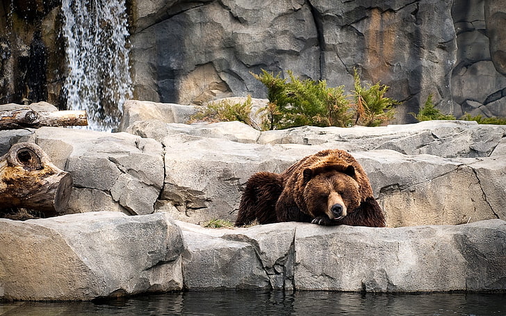 brown bear, bears, animals, animal themes, mammal, one animal