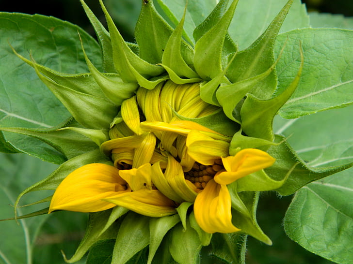 yellow Sunflower about to bloom close-up photo, flowering, flowering, HD wallpaper