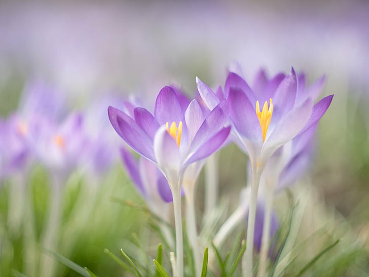 tiltshift lens photography of purpe and white petaled flower, HD wallpaper