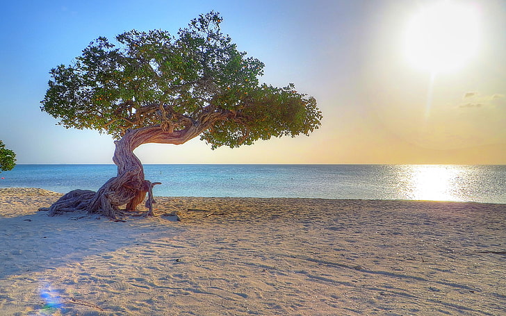 green leaf tree near sea shore, Aruba, beach, dividivi, trees, HD wallpaper