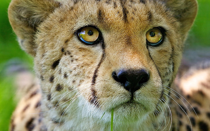 brown Cheetah, face, baby, nose, close-up, wildlife, undomesticated Cat, HD wallpaper
