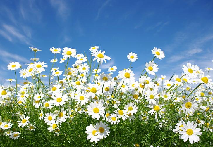 HD wallpaper: picture of daisy bushes, flower, flowering plant, freshness 1...