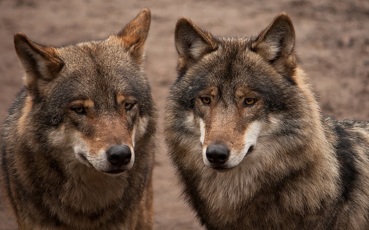 two black-and-brown wolves, animals, nature, wolf, animal themes