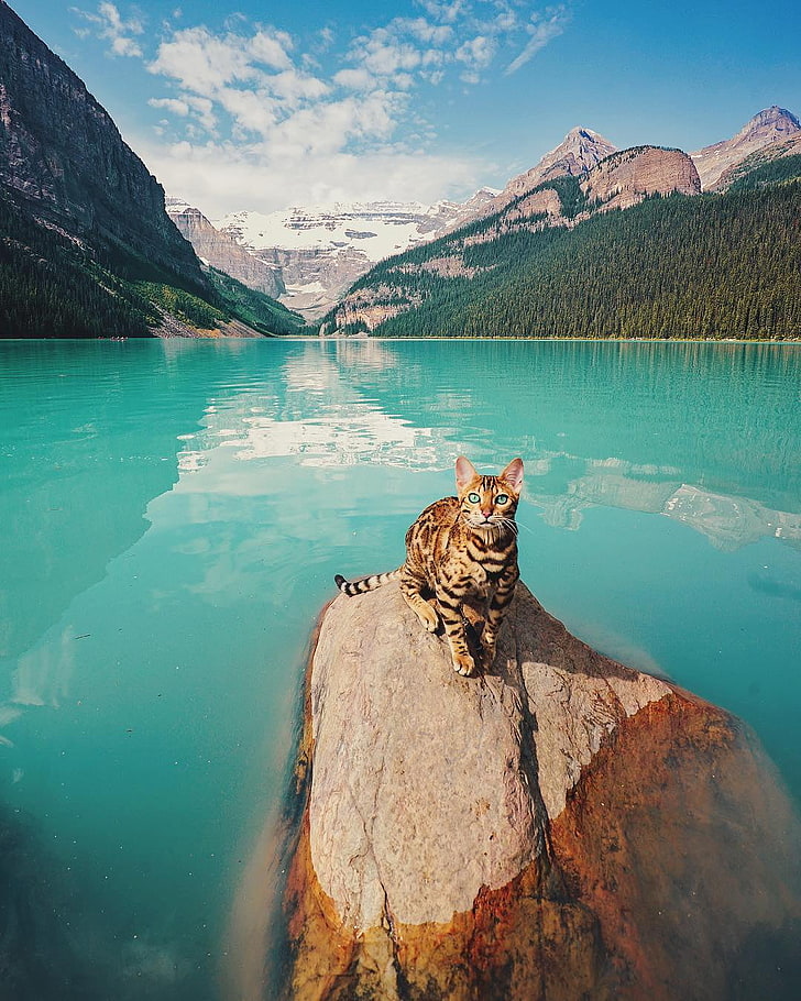 brown cat on rock formation surrounded by body of water, landscape