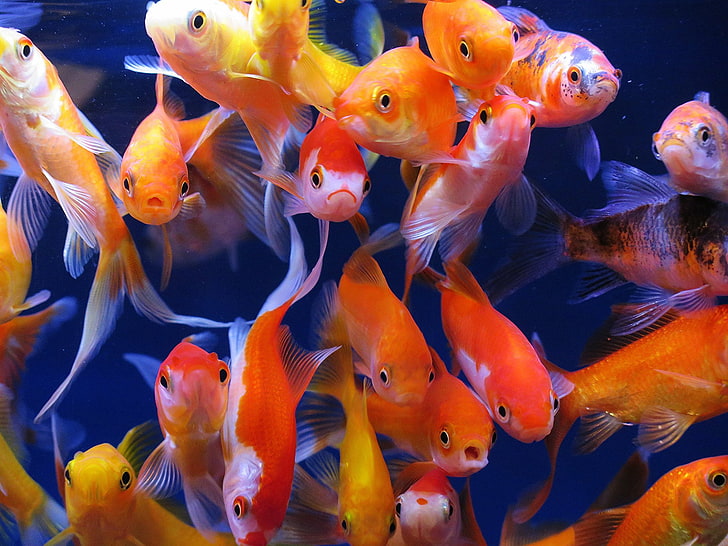 HD wallpaper: animals, fish, goldfish, Many, swimming, group of animals,  animal themes | Wallpaper Flare