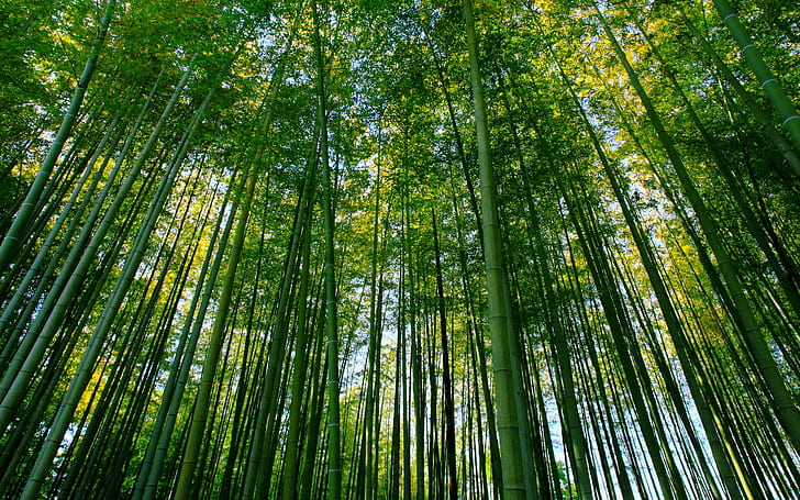 Bamboo Forest, Bamboo, Nature, Green, Scenery, HD wallpaper