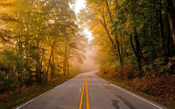Roads Trees Forest Autumn Fall Phone, concrete road between tree's, HD wallpaper