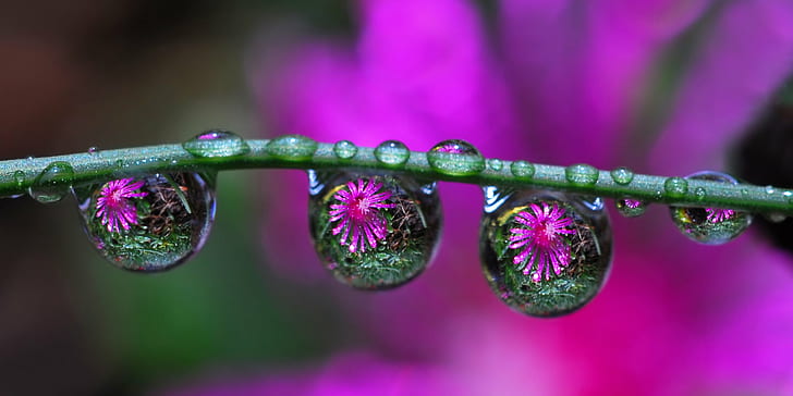 macro shot of water drops, purple, ice, refraction, nature, close-up