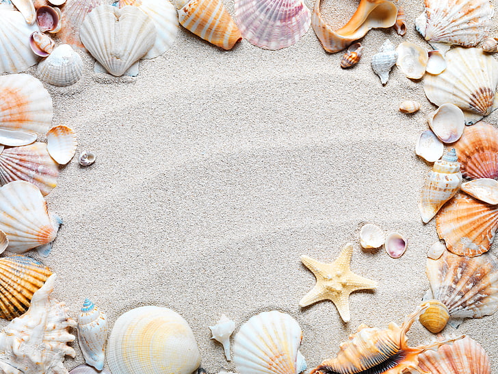 sea shells, sand, beach, frame, starfish, seashells, summer, vacations, HD wallpaper