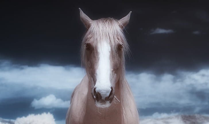 brown and white horse under cloudy sky, max  brown, photography