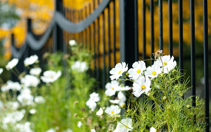 greens, white, macro, flowers, widescreen, vegetation, the fence, HD wallpaper