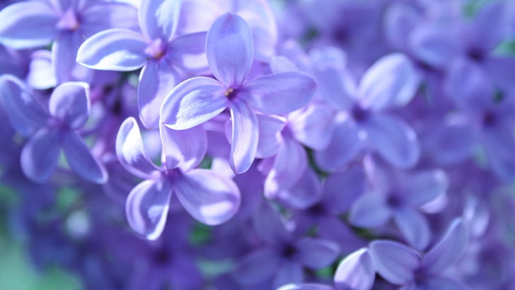purple and white petaled flower, lavender, flowers, violet, macro, HD wallpaper