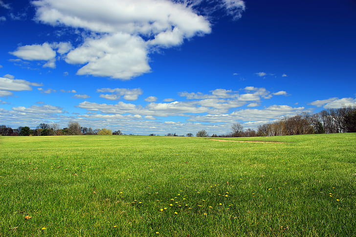 green grass field surrounded with trees at daytime, Louise, Moore County, HD wallpaper