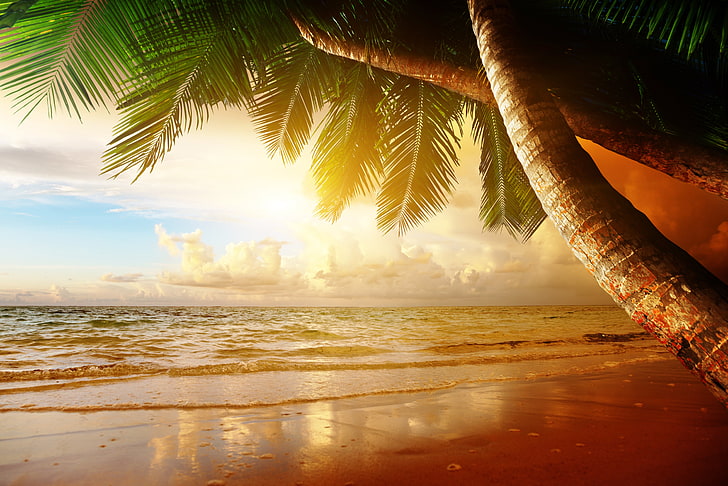 beachfront, sand, sea, sunset, tropics, palm trees, shore, summer, HD wallpaper