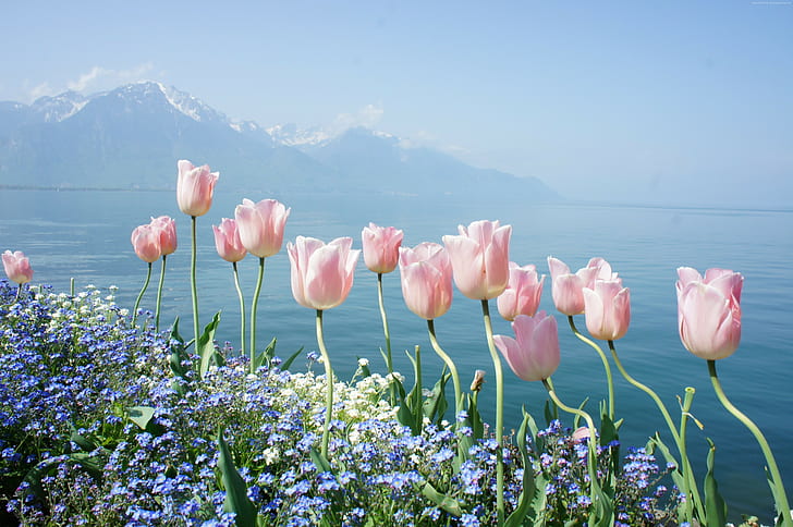 tulip, 4k, spring flowers, mountains, HD wallpaper