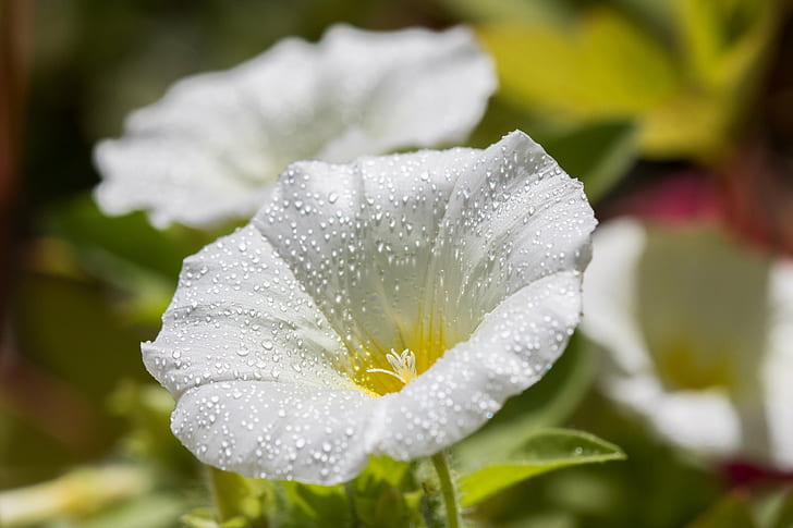 tilt shift photo of white flower, Sous, la, rosée, belle de jour, HD wallpaper