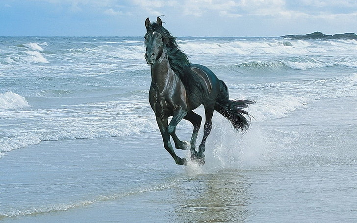 HD wallpaper: black horse, Animal, sea, dog, nature, water, outdoors, beach  | Wallpaper Flare