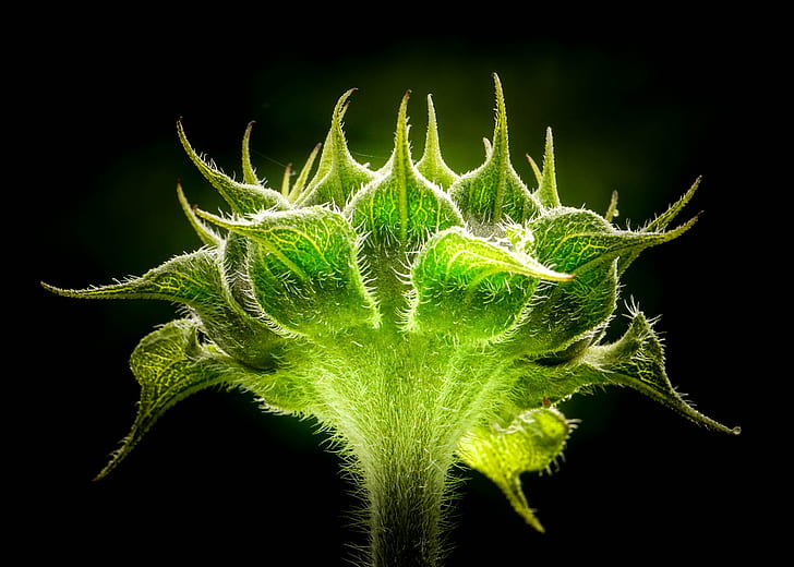 close up photo of green leaf plant, sunflower, sunflower, nature