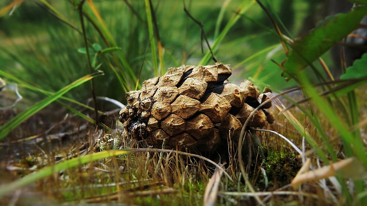 brown and black stone fragment, nature, grass, cones, pine cones, HD wallpaper
