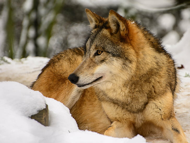 brown wolf lying on snow, DSC, snow  wolf, wolves, Mongolian wolf, HD wallpaper