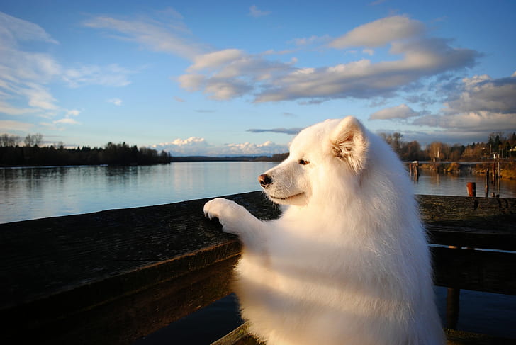 river, dog, Samoyed
