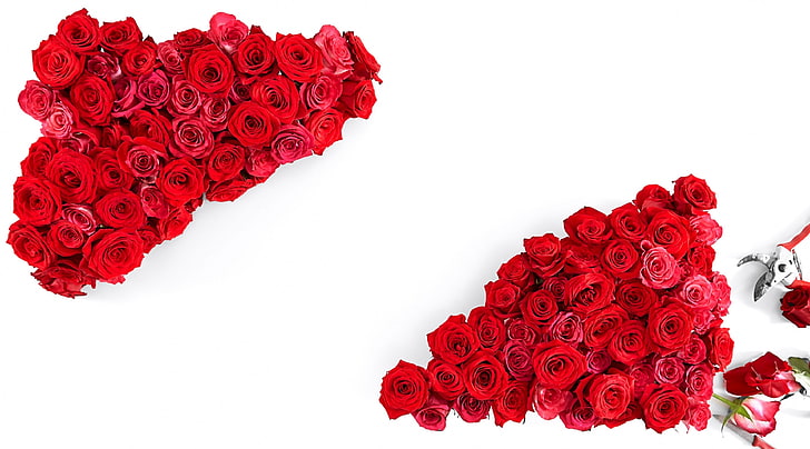 Love Red Roses, Aero, White, Beautiful, Flowers, Present, Romantic