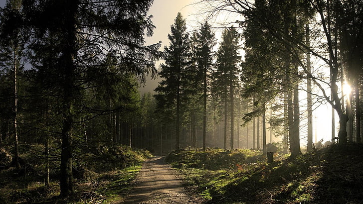 forest, woodland, pine forest, tree, path, pine tree, sunlight