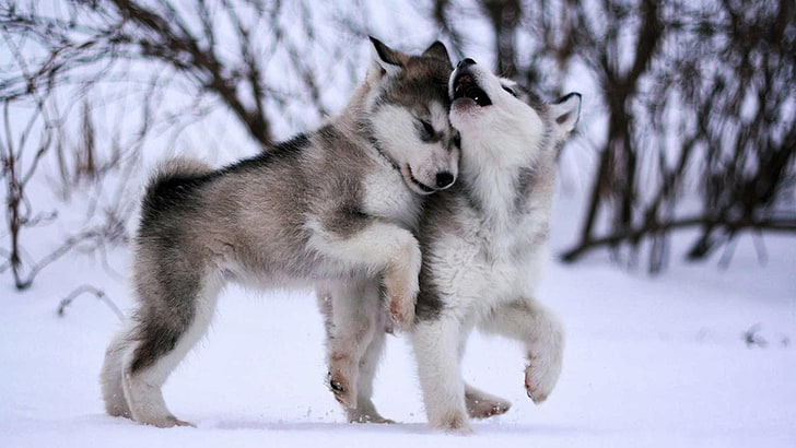 dog, eskimo dog, malamute, sled dog, husky, baby, cute, animals, HD wallpaper