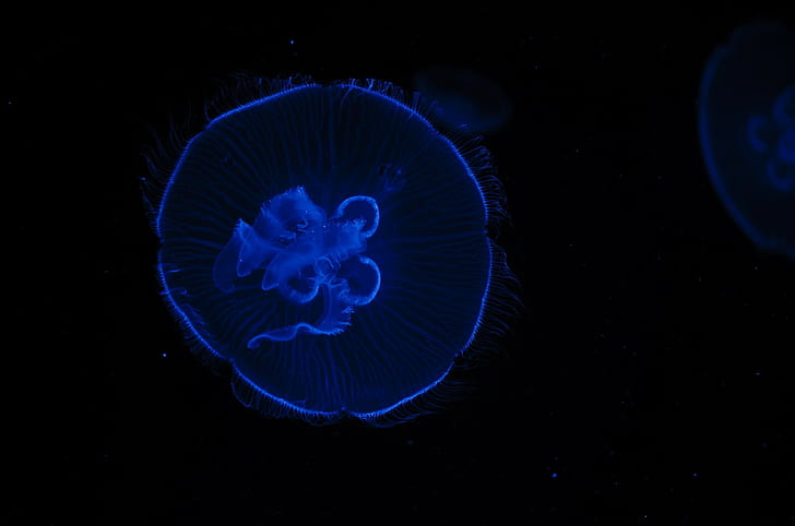 jellyfish, sea life, animals, black background, HD wallpaper