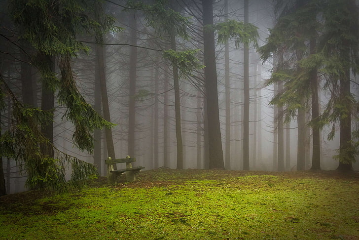 critter, fog, forest, glade, misty, mystic, nature, pad, pine, HD wallpaper