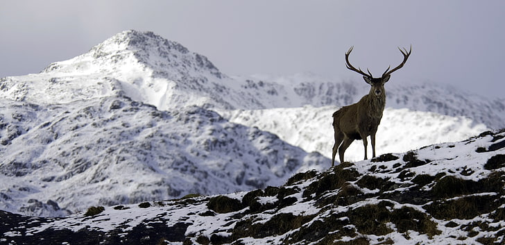 brown deer, nature, mountains, snow, animals, winter, cold temperature