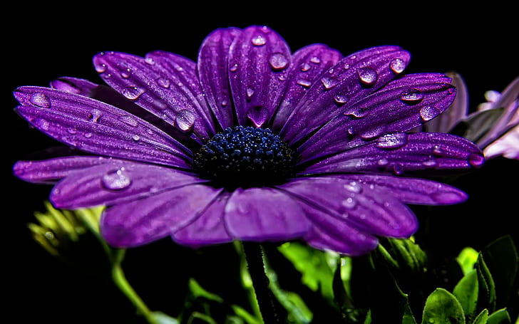 I Love This Color Too Much, purple blue-eyed daisy, nature, flower