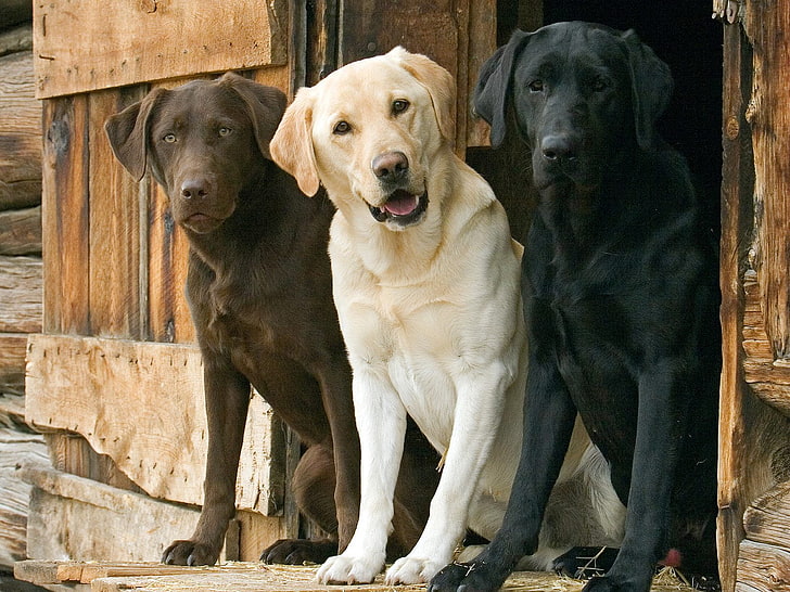 adult brown, yellow, and black Labrador retrievers, dogs, trio