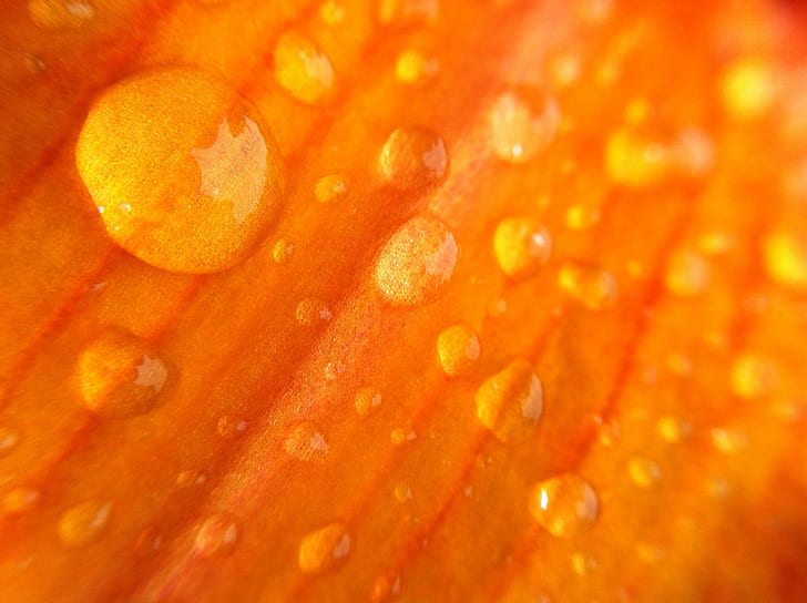 water droplets in macro photography, orange flower, orange flower, HD wallpaper