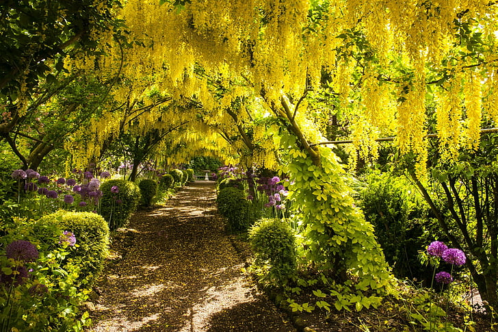 Photography, Park, Flower, Nature, Path, Tunel, Yellow Flower, HD wallpaper
