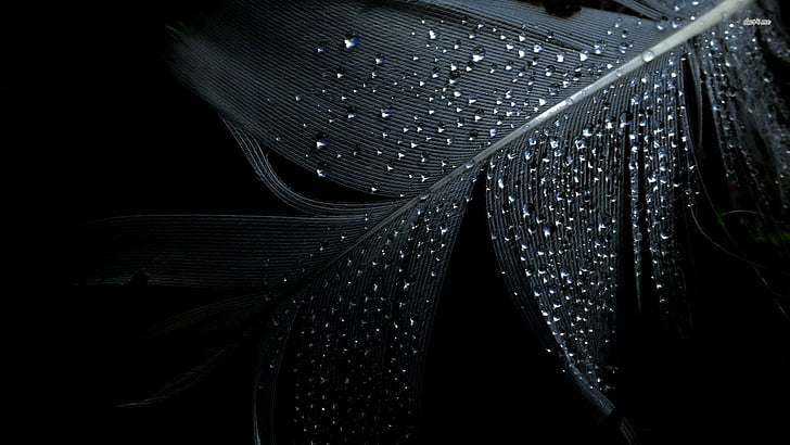 feather, water drops, droplets, dark