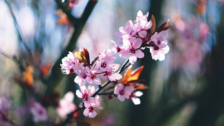pink petaled flowers, spring, blossoms, trees, flowering plant, HD wallpaper