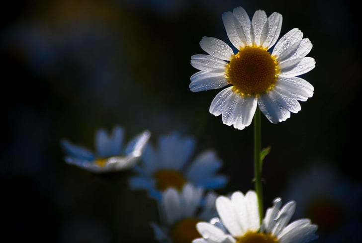 white daisy flower, nature, nikon  D40x, reflex, couleur, macro, HD wallpaper