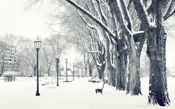 photography, landscape, nature, winter, trees, snow, urban, HD wallpaper