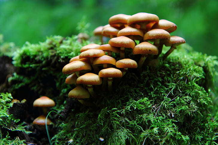 photo of brown mushroom surrounded by green grass, forest, flora